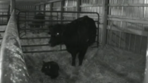 Wireless AgCam camera featured during day and night conditions in a calving barn